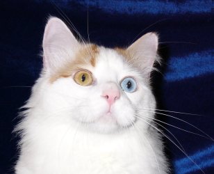 Odie 2nd best Turkish Van