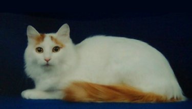Tala 3rd Best Turkish Van
