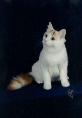 Talitha 2nd best Turkish Van